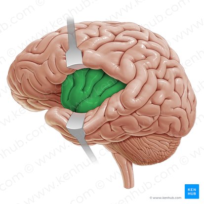 Insular lobe (Insula); Image: Paul Kim