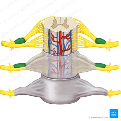 Spinal ganglion (Ganglion spinale); Image: Rebecca Betts