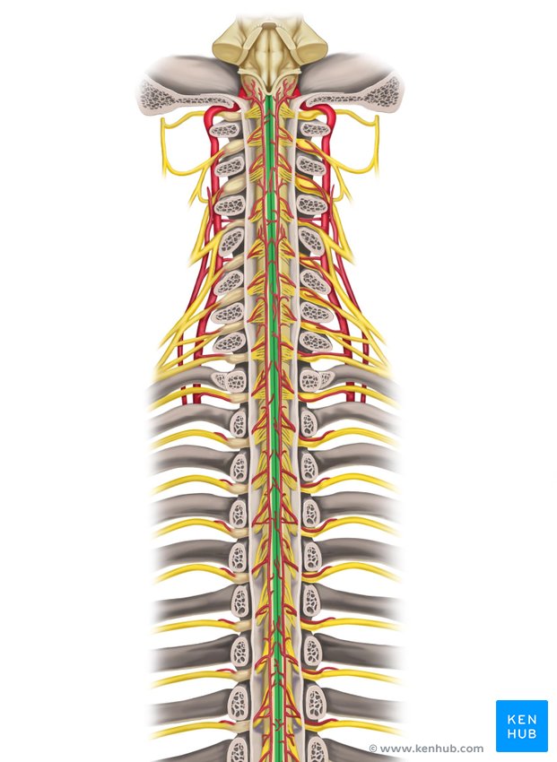 Posterior median sulcus of spinal cord - dorsal view