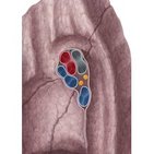 Bronchial artery