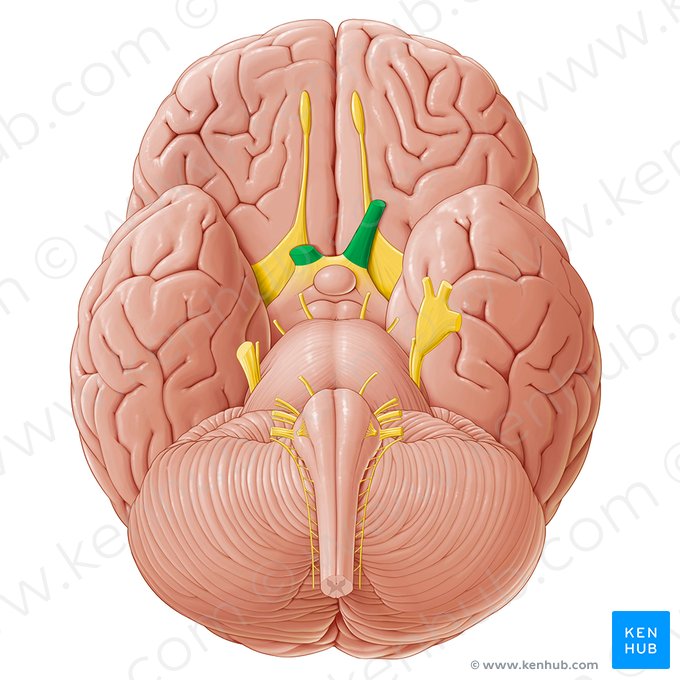 Optic nerve (Nervus opticus); Image: Paul Kim