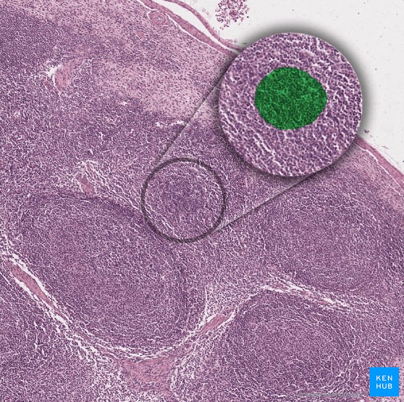 Primary follicle - histological slide