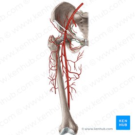 Obturator artery (Arteria obturatoria); Image: Rebecca Betts