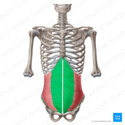 Aponeurosis del músculo oblicuo interno del abdomen (Aponeurosis musculi obliqui interni abdominis); Imagen: Yousun Koh