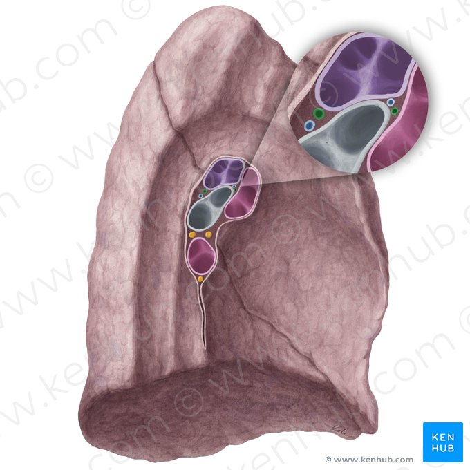 Bronchial arteries of left lung (Arteriae bronchiales pulmonis sinistri); Image: Yousun Koh