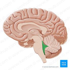 Brainstem: Definition, anatomy, parts, function | Kenhub