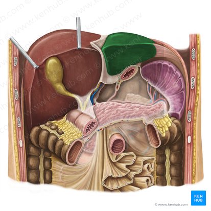 Lóbulo izquierdo del hígado (Lobus sinister hepatis); Imagen: National Library of Medicine
