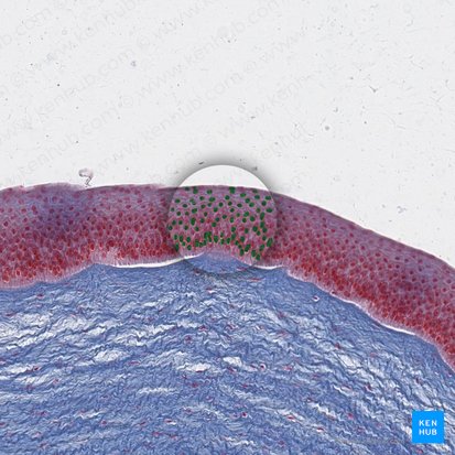 Núcleos de células epiteliales (Nuclei cellularum epithelialium); Imagen: 