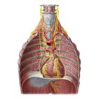 Innervation des Herzens