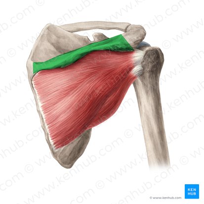 Spine of scapula (Spina scapulae); Image: Yousun Koh