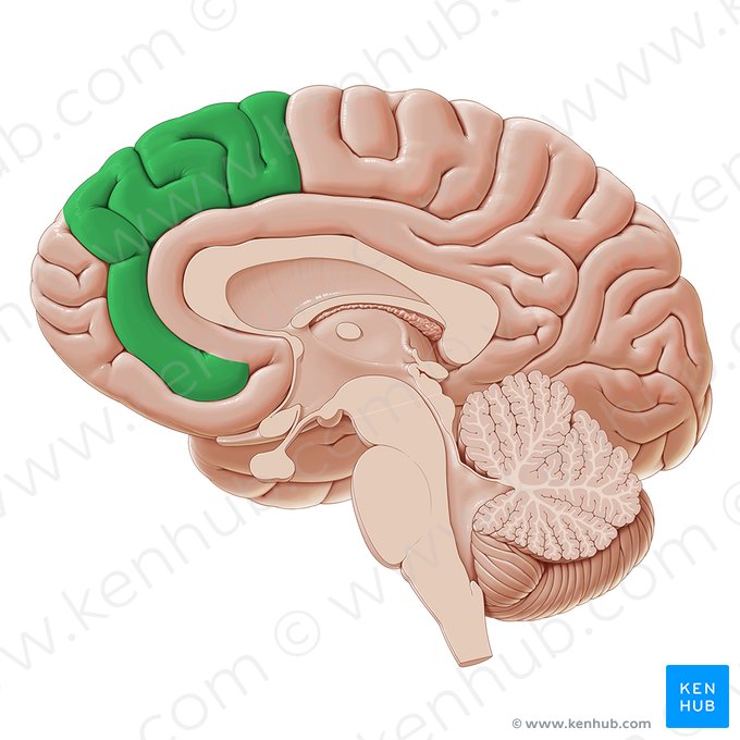 Gyrus frontalis medialis (Mittlere Stirnwindung); Bild: Paul Kim