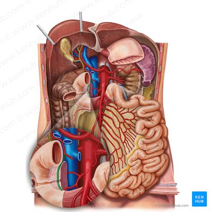 Anterior superior pancreaticoduodenal artery (Arteria pancreaticoduodenalis superior anterior); Image: Irina Münstermann