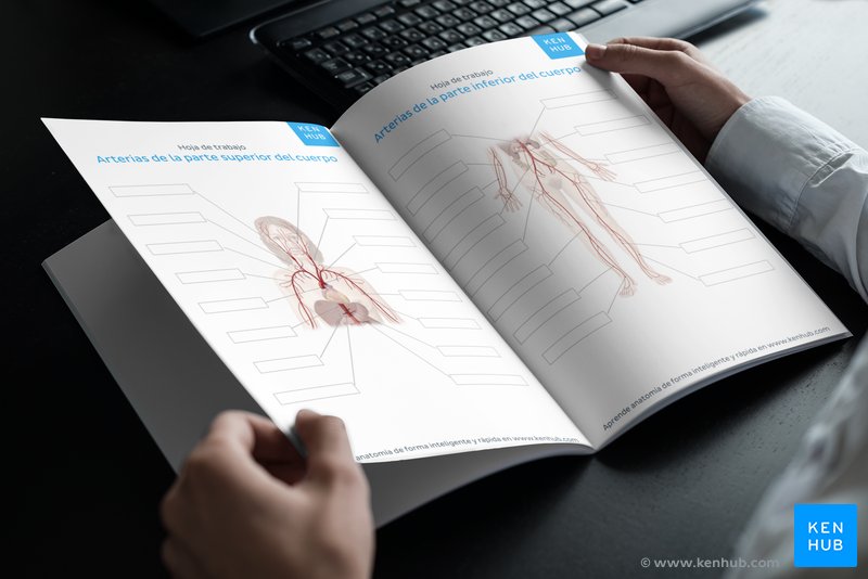 Descarga nuestras hojas de trabajo sobre las arterias y venas a continuación