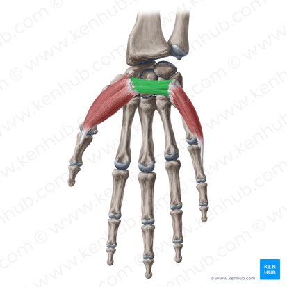 Retináculo dos flexores (Retinaculum flexorum carpi); Imagem: Yousun Koh