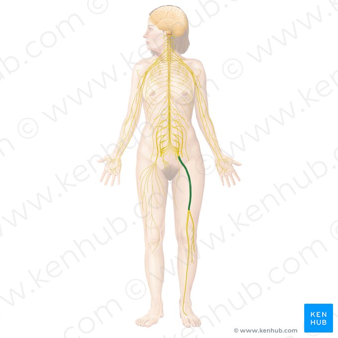 Sciatic nerve (Nervus ischiadicus); Image: Begoña Rodriguez