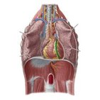 Anterior interventricular sulcus