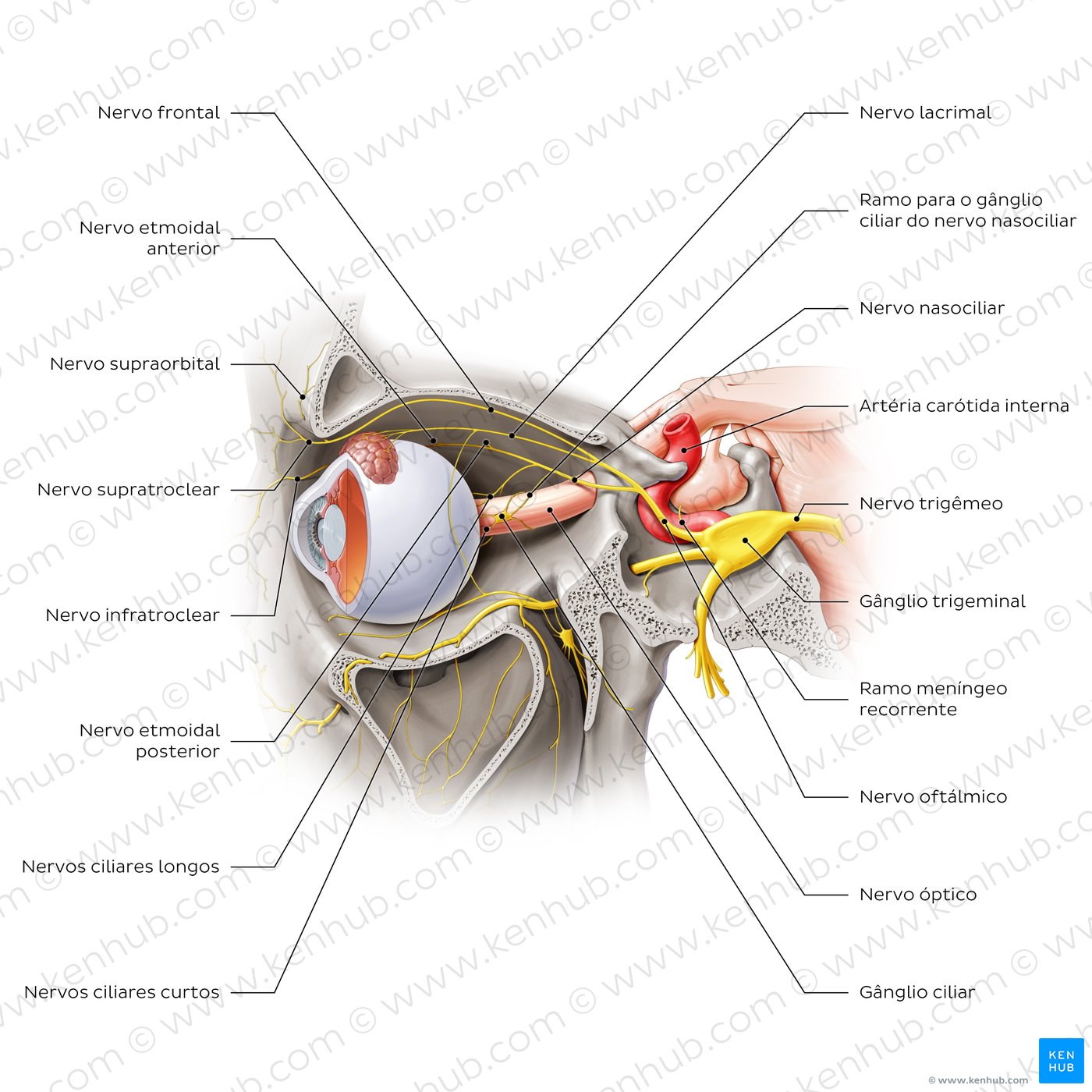 Ophthalmic nerve