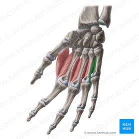 4.º músculo interósseo dorsal da mão (Musculus interosseus dorsalis 4 manus); Imagem: Yousun Koh
