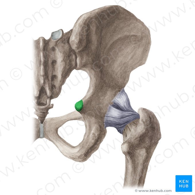 Ischial spine (Spina ischiadica); Image: Liene Znotina