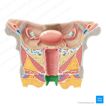 Vestibule of vagina (Vestibulum vaginae); Image: Samantha Zimmerman