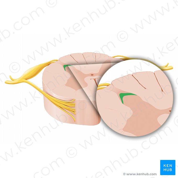 Gelatinous substance of posterior horn (Substantia gelatinosa cornu posterioris); Image: Paul Kim