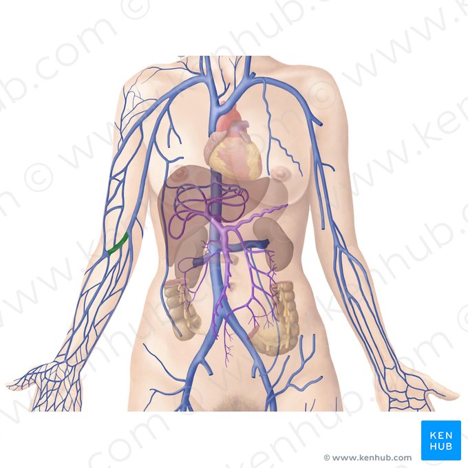 Vena mediana cubital (Vena mediana cubiti); Imagen: Begoña Rodriguez