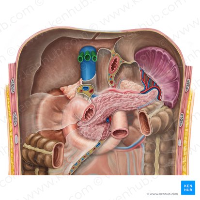 Hepatic veins (Venae hepaticae); Image: Irina Münstermann