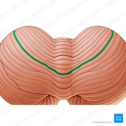 Fisura prima del cerebelo (Fissura prima cerebelli); Imagen: Paul Kim