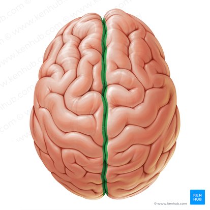Fisura longitudinal cerebral (Fissura longitudinalis cerebri); Imagen: Paul Kim