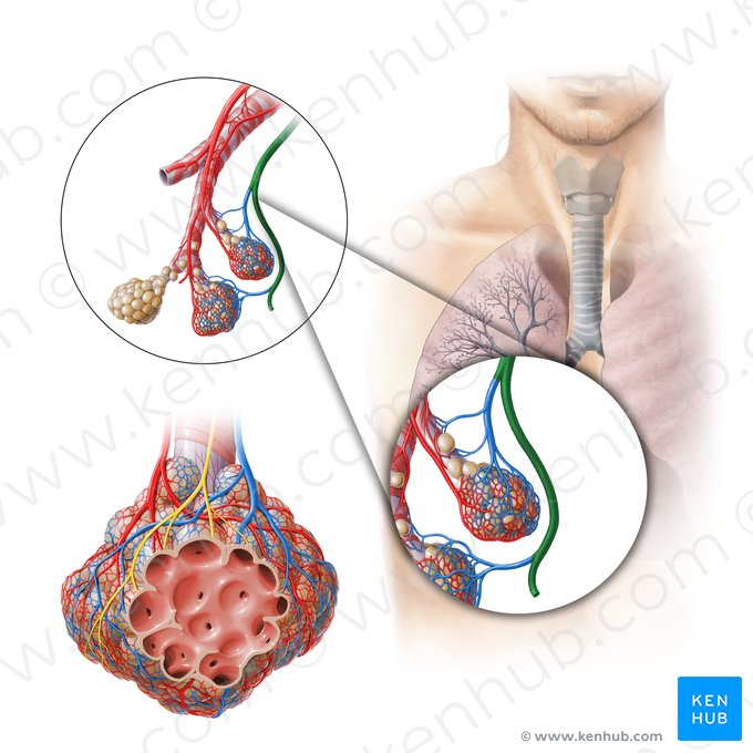 Pulmonary veins (Venae pulmonales); Image: Paul Kim