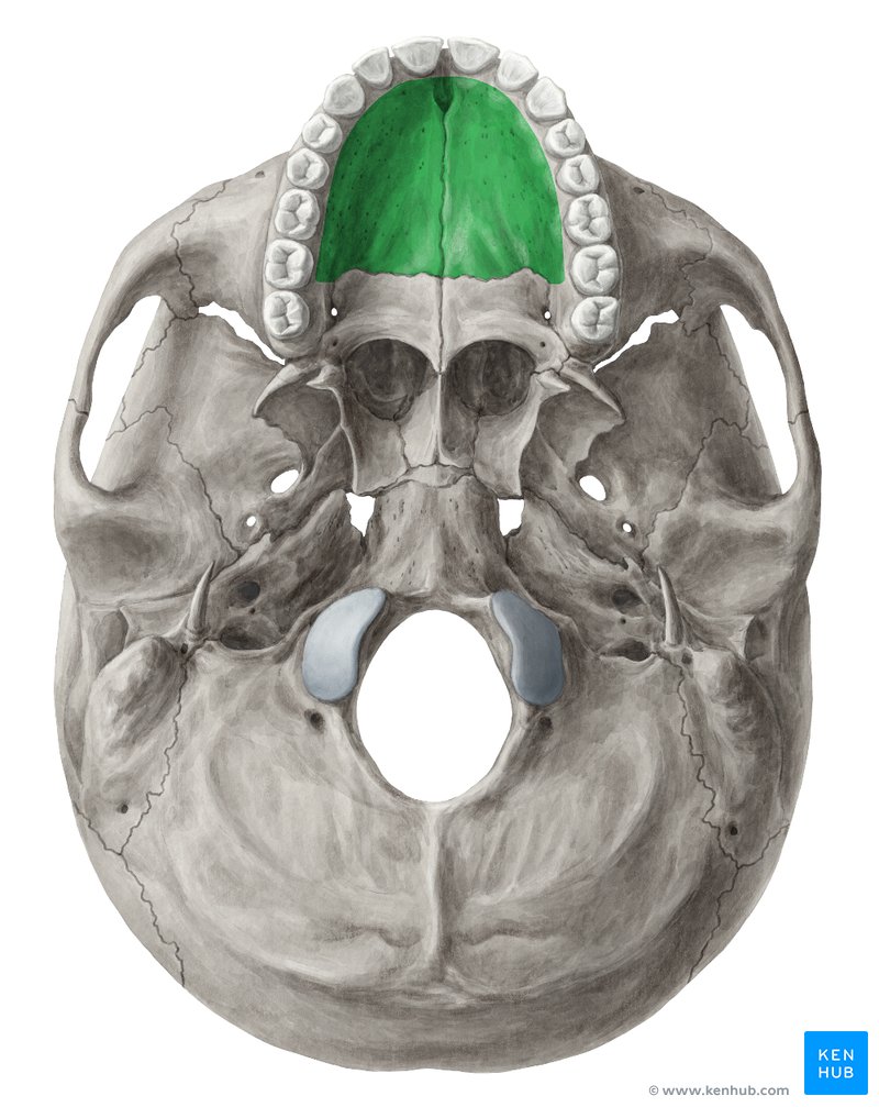 Palatine process of maxilla