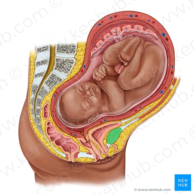 Sínfisis del pubis (Symphysis pubica); Imagen: Irina Münstermann