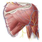 Vascularización e inervación del brazo y hombro