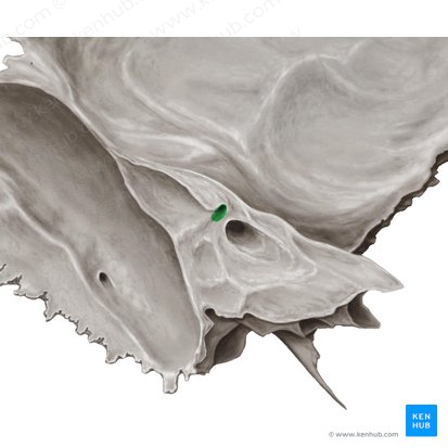 Subarcuate fossa of temporal bone (Fossa subarcuata ossis temporalis); Image: Samantha Zimmerman