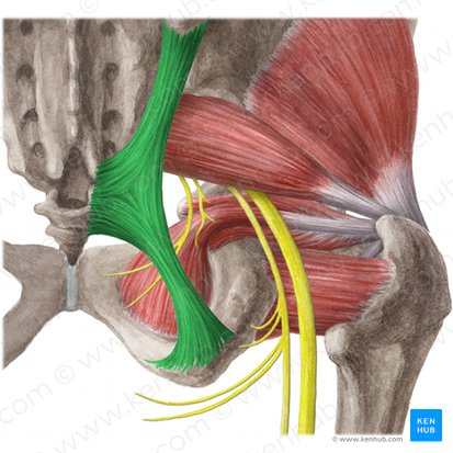 Sacrotuberous ligament (Ligamentum sacrotuberale); Image: Liene Znotina