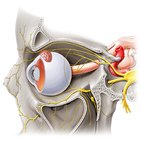 Ophthalmic nerve (CN V1)