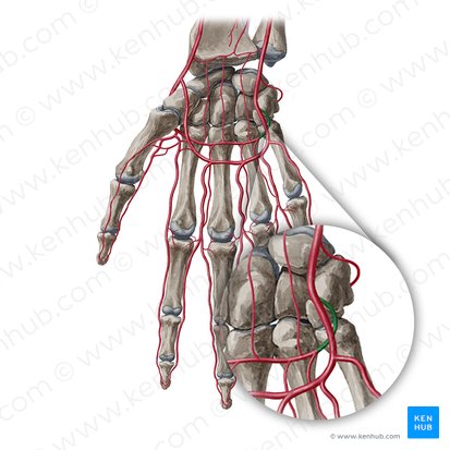 Rameau palmaire profond de l'artère ulnaire (Ramus palmaris profundus arteriae ulnaris); Image : Yousun Koh
