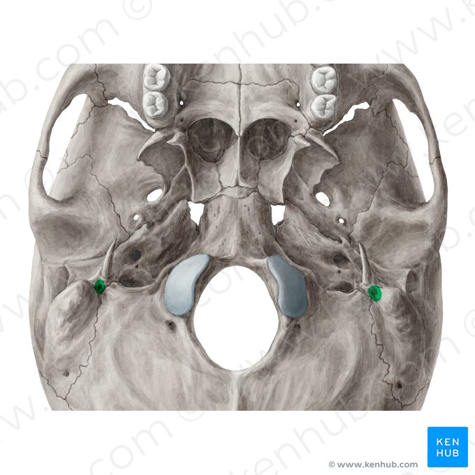 Foramen stylomastoideum (Griffel-Warzenfortsatzloch); Bild: Yousun Koh