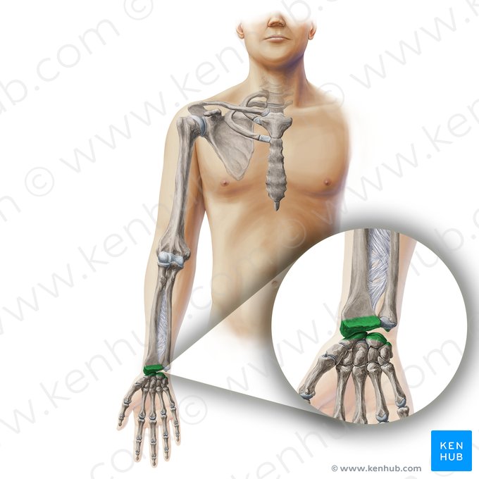 Radiocarpal joint (Articulatio radiocarpea); Image: Paul Kim