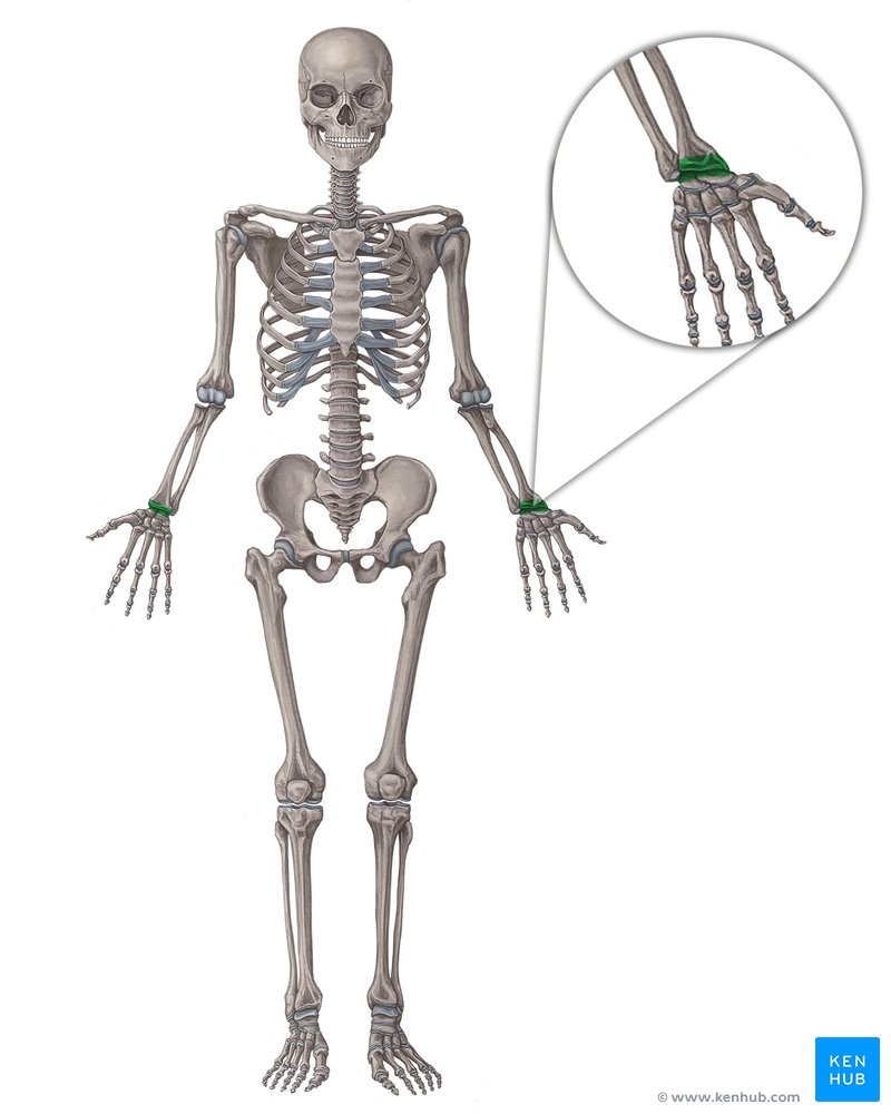 Radiocarpal joint (Articulatio radiocarpalis)