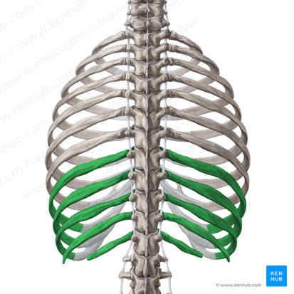 False ribs (Costae spuriae); Image: Yousun Koh