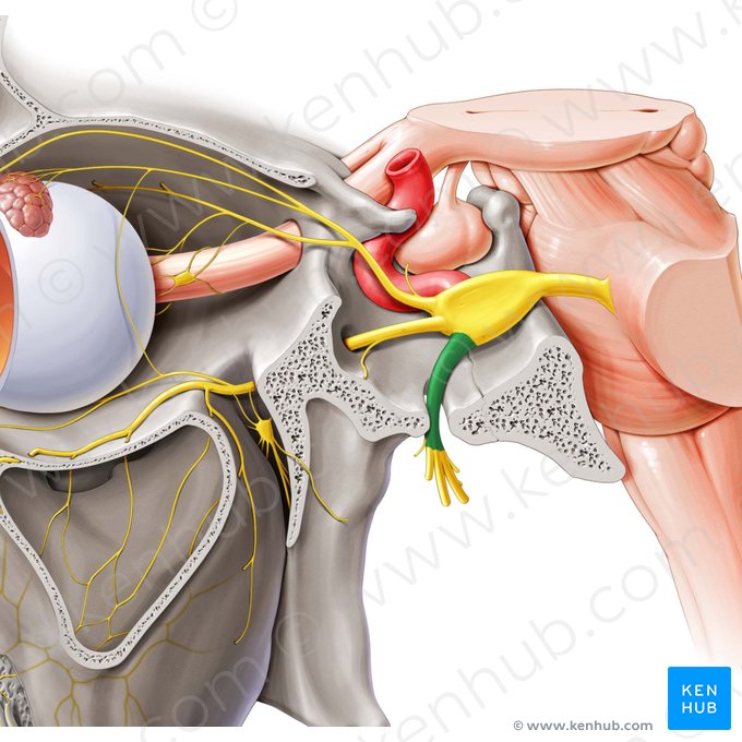 Mandibular nerve (Nervus mandibularis); Image: Paul Kim