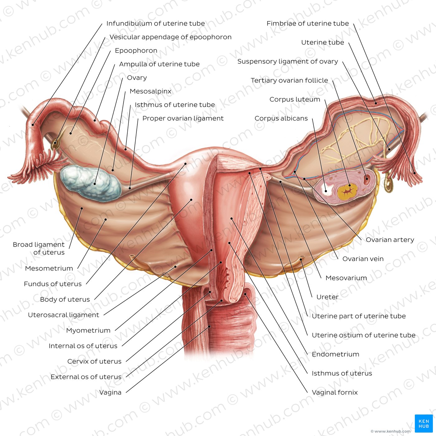 Overview of the uterus and ovaries (anterior view)