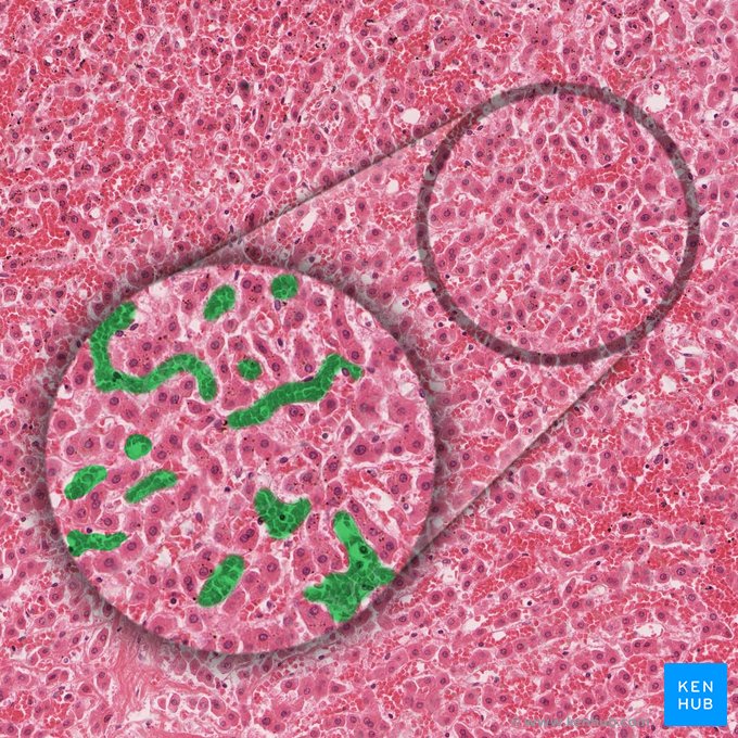 Discontinuous capillary (Vas capillare disjunctum); Image: 