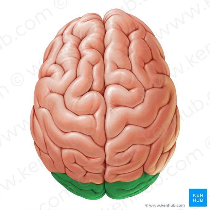 Occipital lobe (Lobus occipitalis); Image: Paul Kim