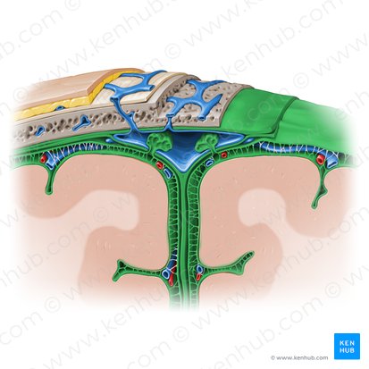 Meninges; Imagen: Paul Kim