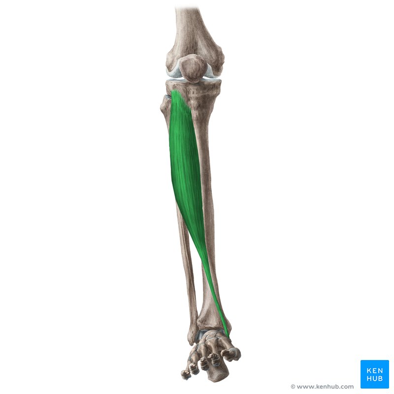 Músculo tibial anterior (Musculus tibialis anterior)