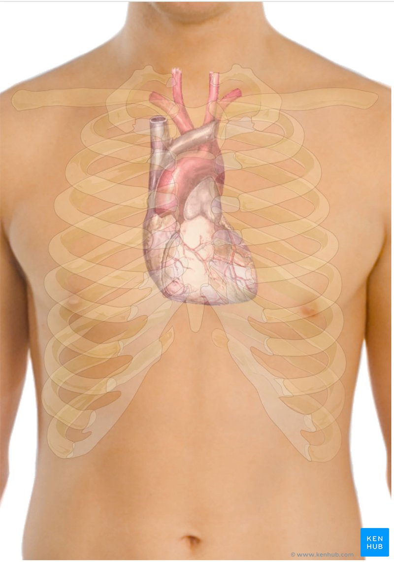Illustration of the surface anatomy of the heart, overlaid on a white male body