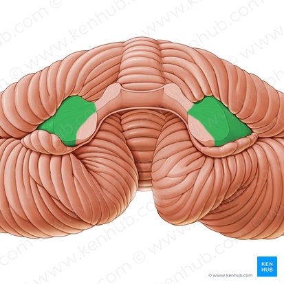Pedúnculo cerebeloso medio (Pedunculus cerebellaris medius); Imagen: Paul Kim