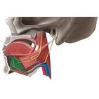 Genioglossus muscle